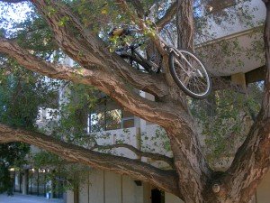 Bike in tree
